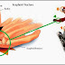 The Wrist is the Most Injured Part of the Body During Skateboarding