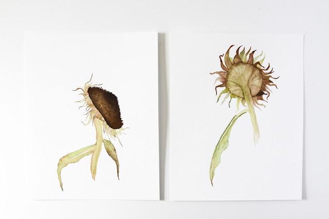 watercolor paintings, sunflowers, sunflower seed heads, Anne Butera, My Giant Strawberry