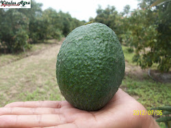 Aguacates 2011