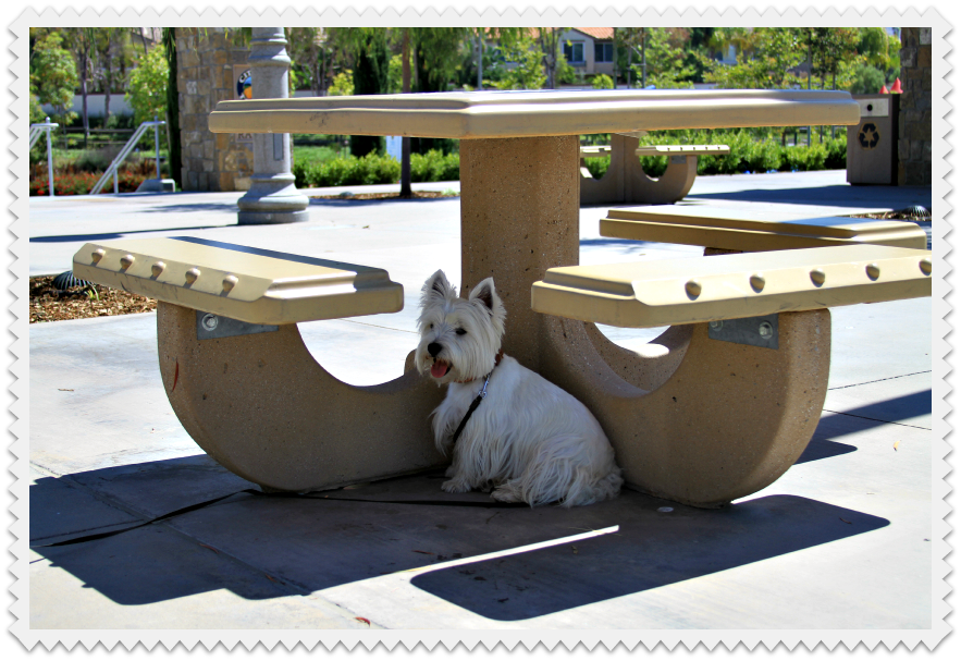 The White Dog Blog Me, stubborn????