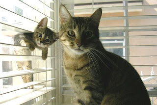 Kitten In Blinds