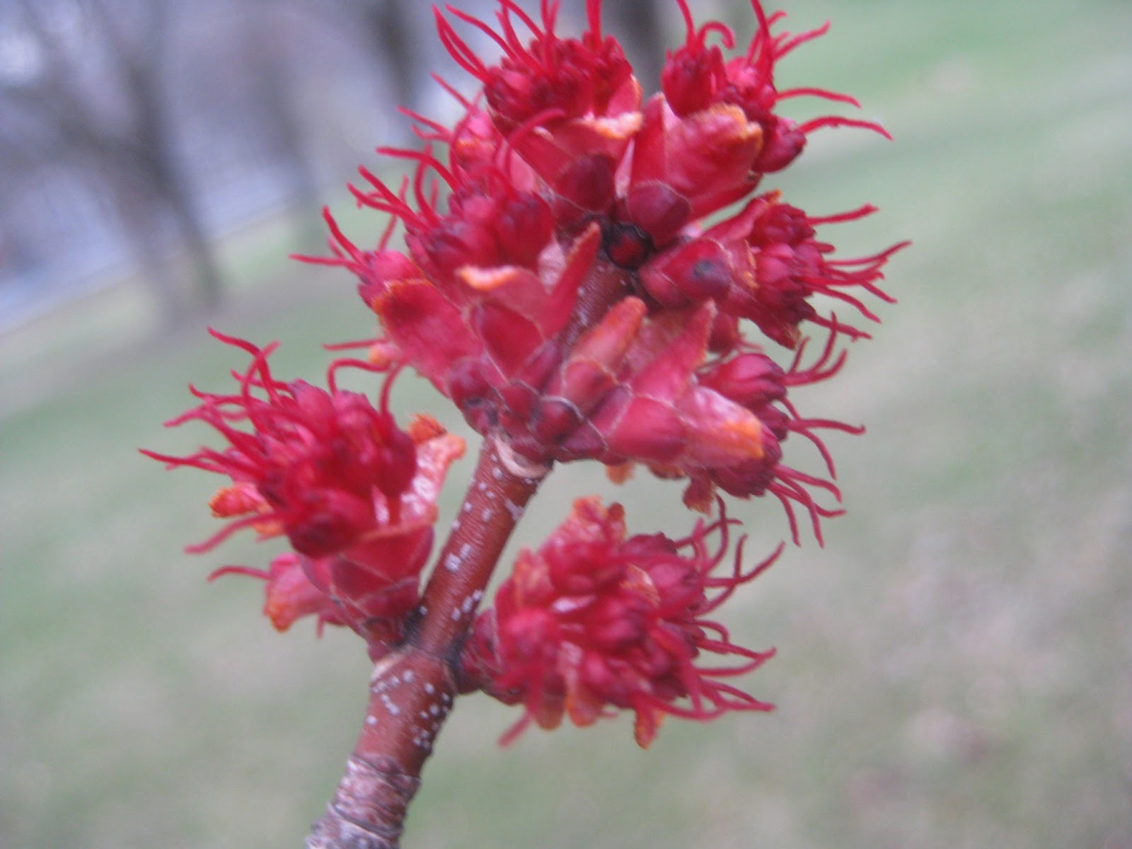 Trees Red maples flowering in April