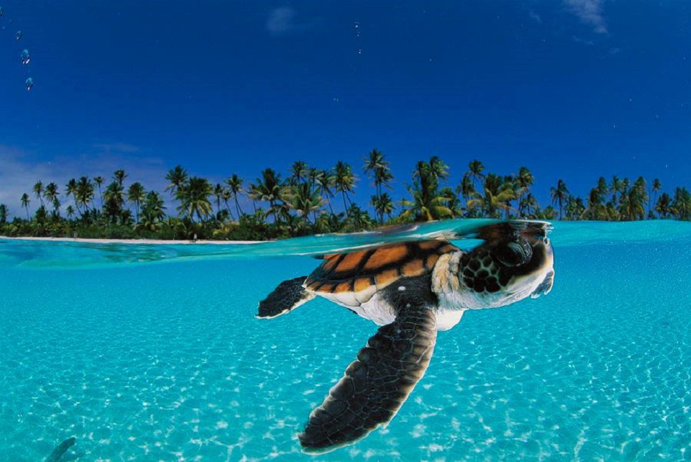 Say hello to the baby sea turtle!