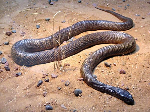 5 most venomous animals - inland taipan