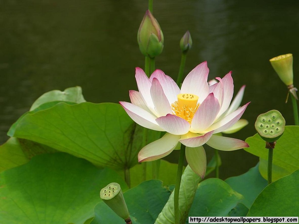 http://4.bp.blogspot.com/-HqMxwIXIdug/T56wTfS6YTI/AAAAAAAAAg4/u-QTuPF7hGI/s1600/Free-Beautiful-Lotus-Flower-Desktop-Wallpapers-002.jpg