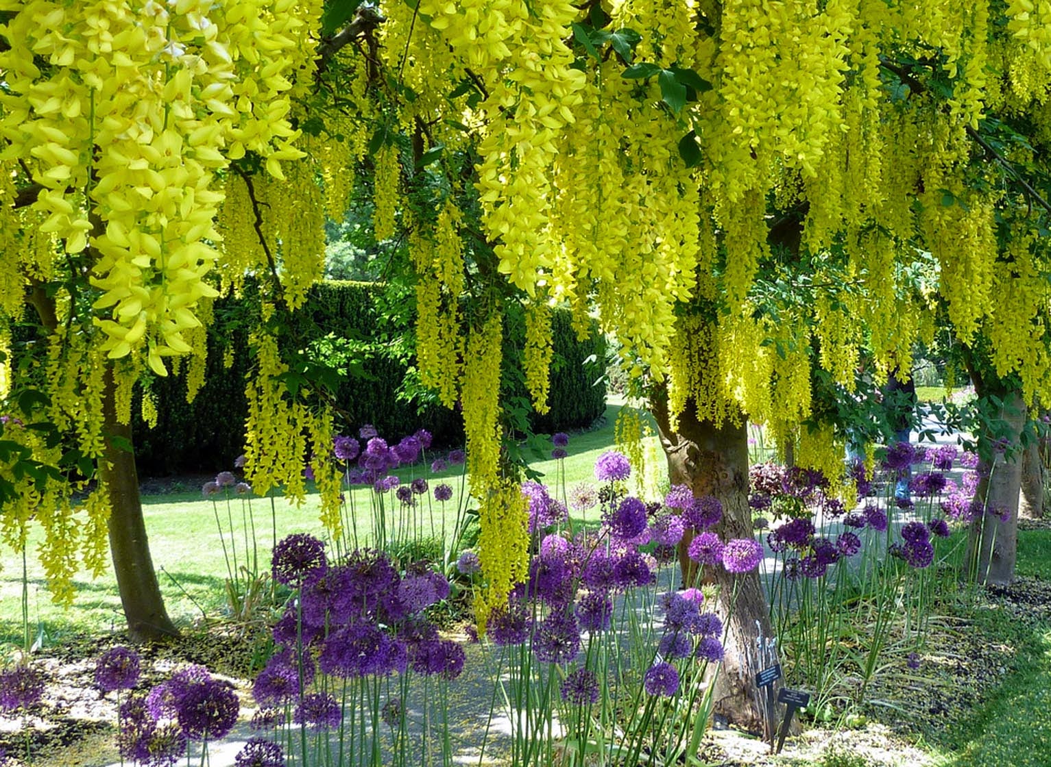 Laburnum (golden chain) trees and purple alliums in bloom at
