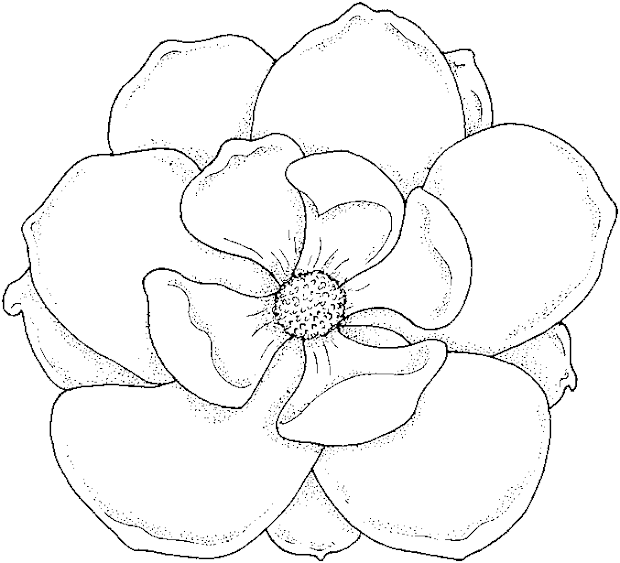 flower coloring pages choosboox