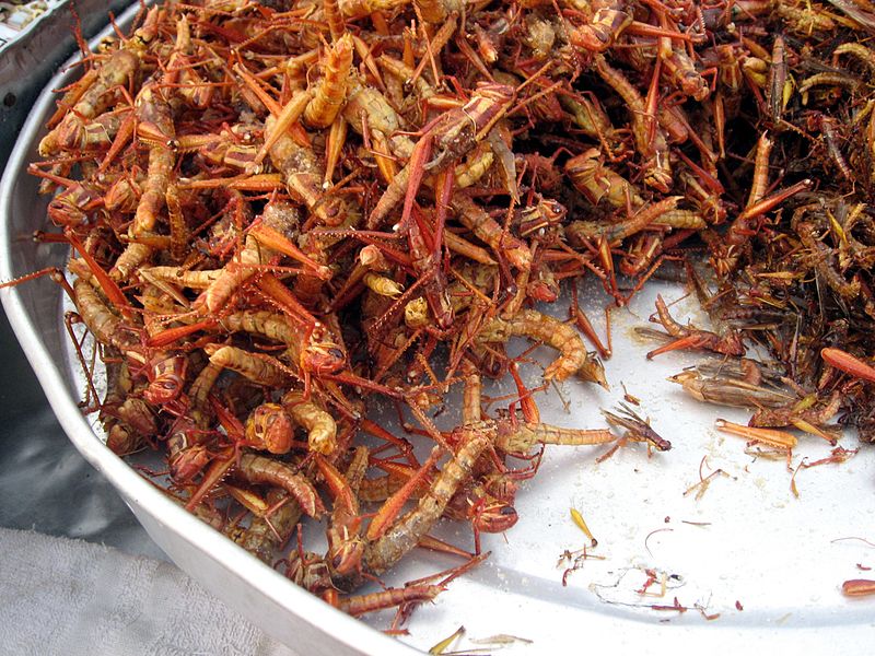 15 Edible Insects and How They Taste Like DayumNews