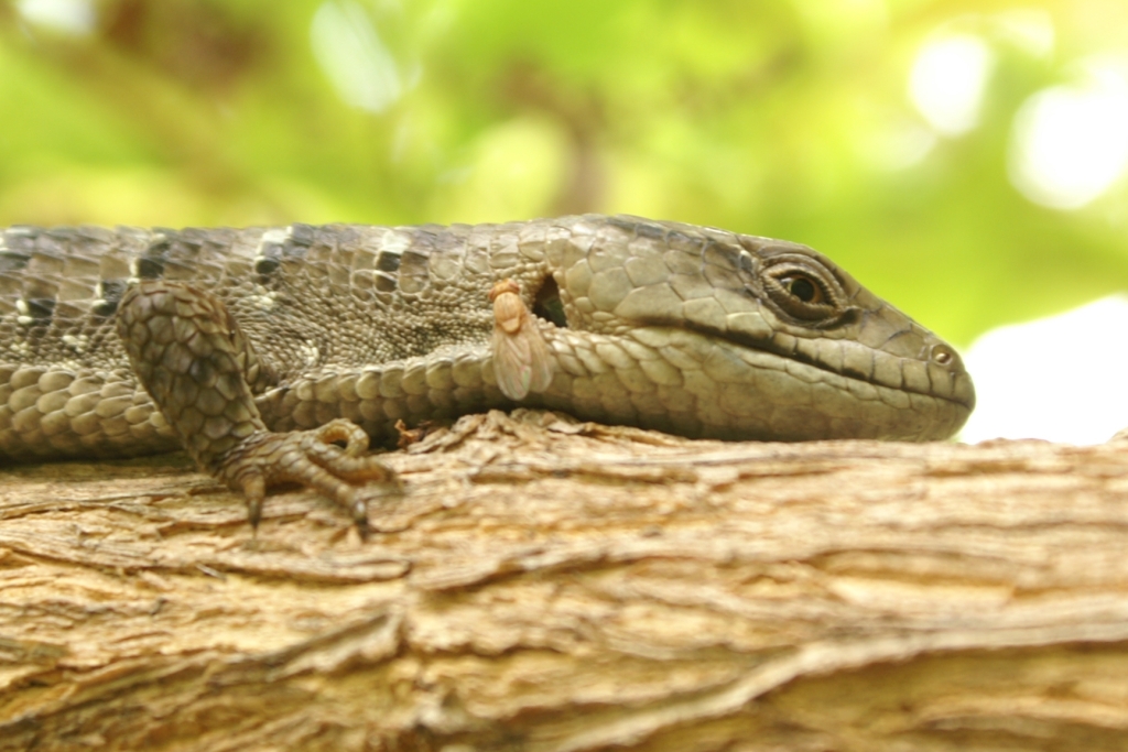 Am I Bugging You Yet? Tree Lizards
