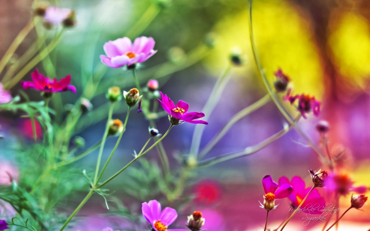 Hình nền hoa đẹp Flower wallpaper HD cho máy tính  Hình Ảnh Đẹp HD