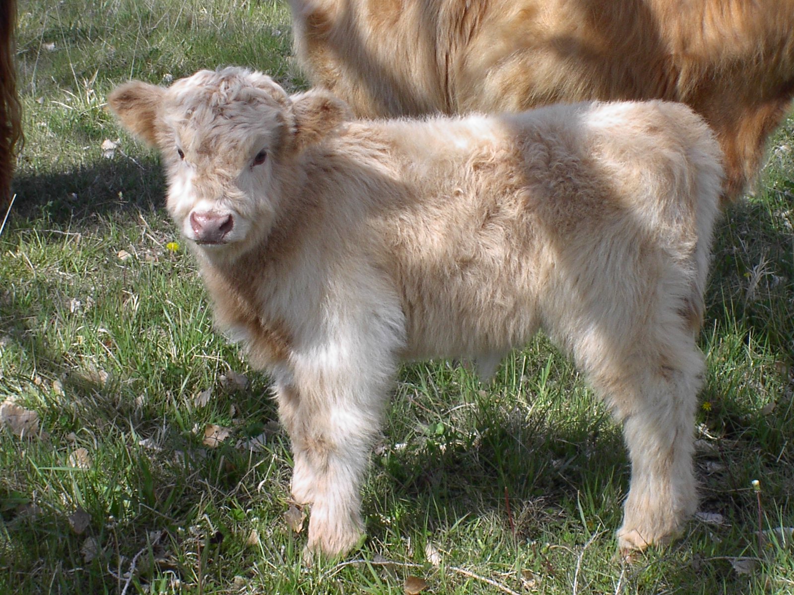 2 Pinons Ranch 2013 Calves for sale