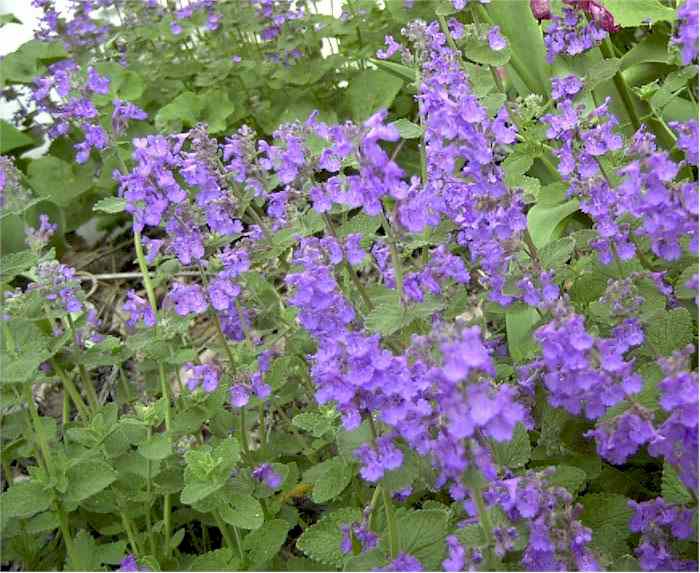 flowers for flower lovers catmint flowers flowers for flower lovers catmint flowers