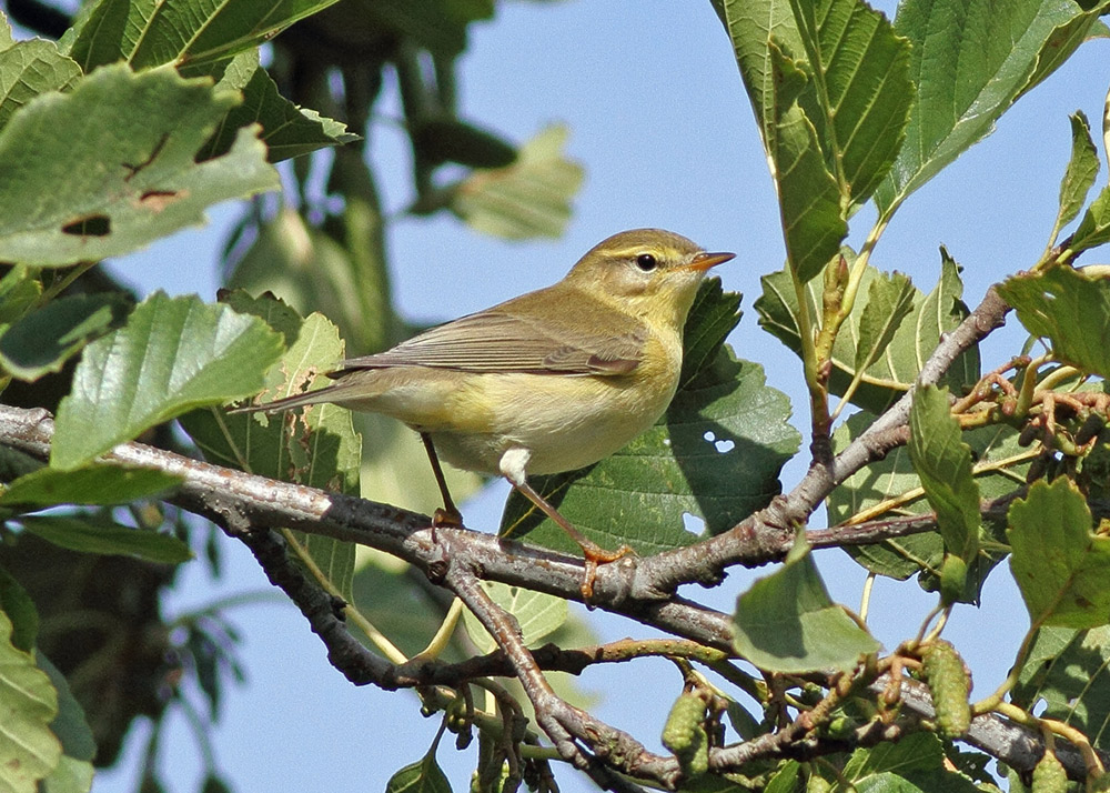 Greater Kent Birder Dark Legged Willow Warbler
