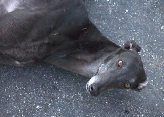 Bettina greyhound lays on hot asphalt