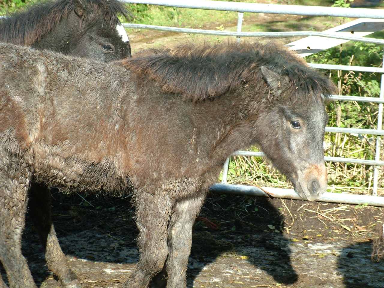 grey filly