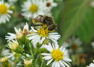 beefly, October 11, 2014, 2:42:15 PM