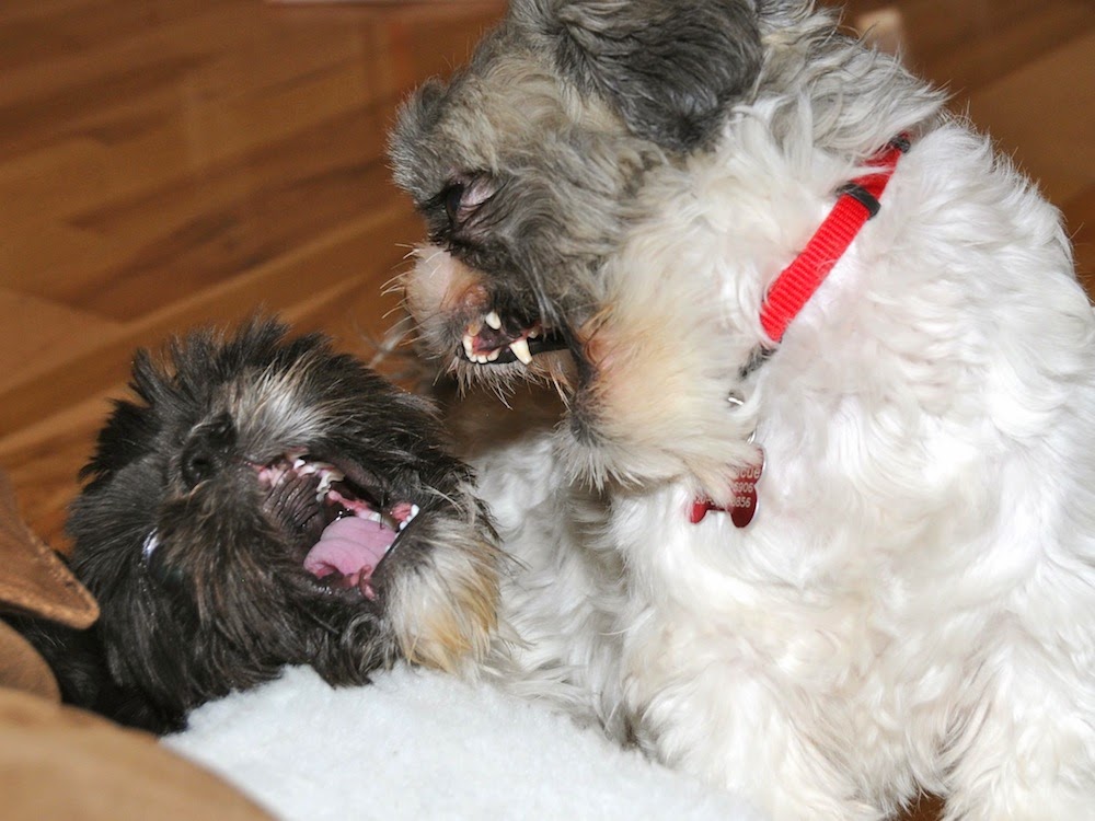 shih tzu months dogs tzus month dog behavior problems scary violent why become aggressive facts eye reasons puppies flickr olds