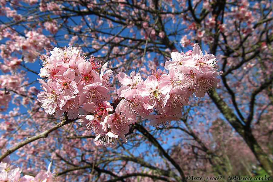 Festa da Cerejeira no Parque do Carmo