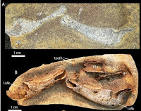 http://sciencythoughts.blogspot.co.uk/2015/06/gogoselachus-lynnbeazleyae-first.html