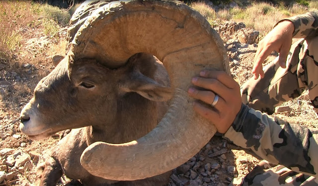 Live+photos+of+a+giant+desert+bighorn+sheep+of+Claude+Warrens+with+Colburn+and+Scott+Outfiters+17.jpg