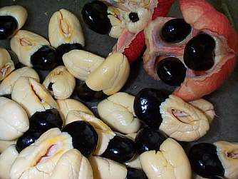 Ackee (picture from the Dept. of Chemistry, UWI-Mona website)