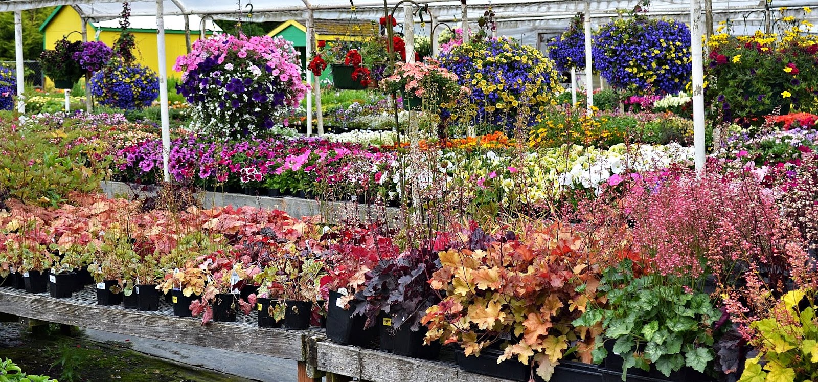 The Outlaw Gardener Vashon Island Part 3; Visiting Kathy's Corner Nursery