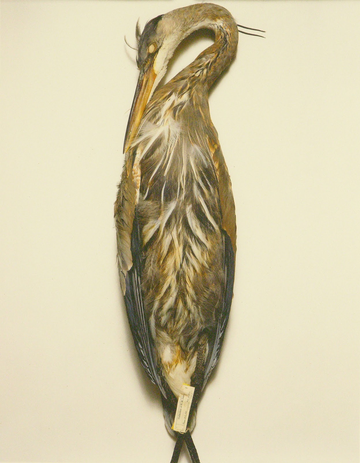 Winged 3