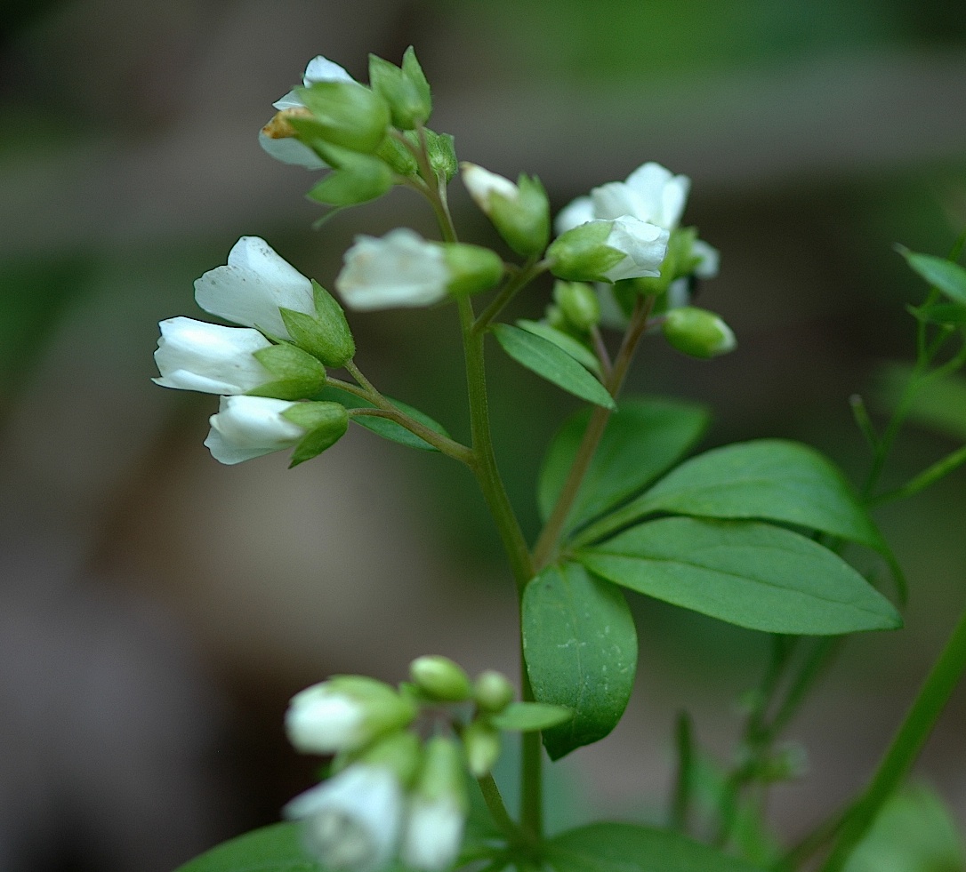 Greek Valerian