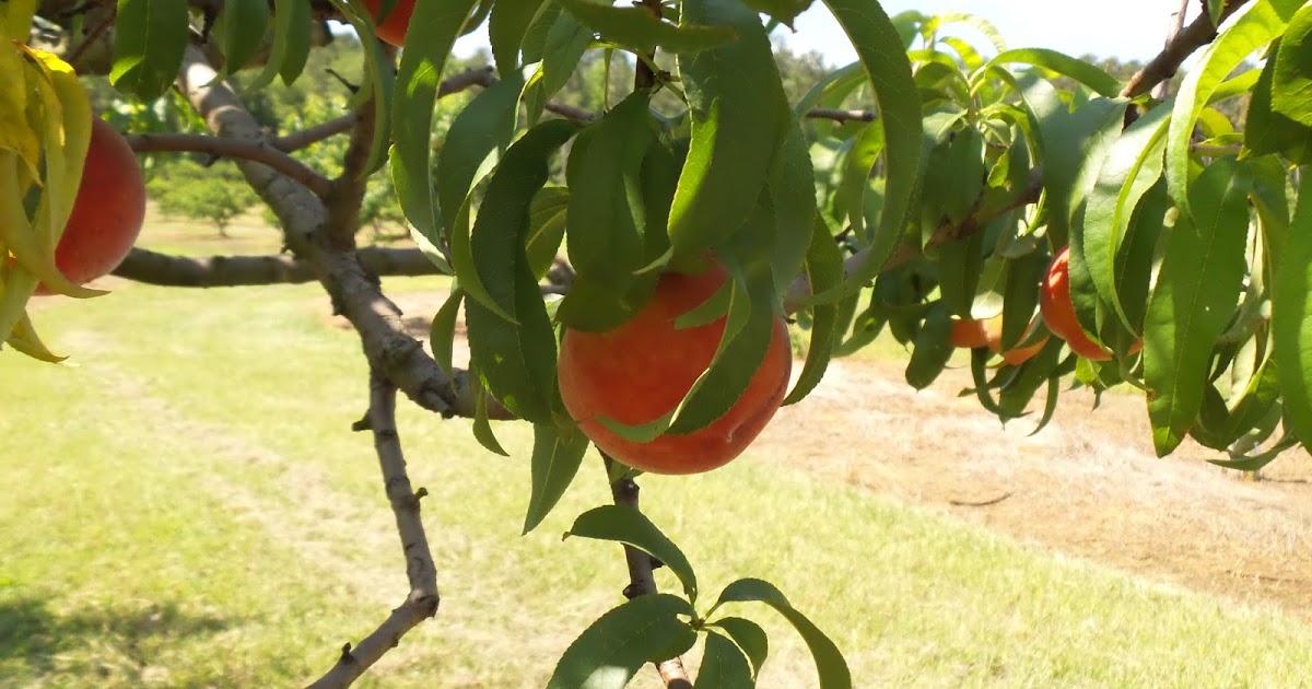 Louisiana Agritourism Festival Celebrates Peach Harvest in Ruston