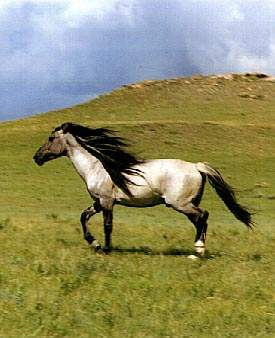 Spanish_Mustang.jpg