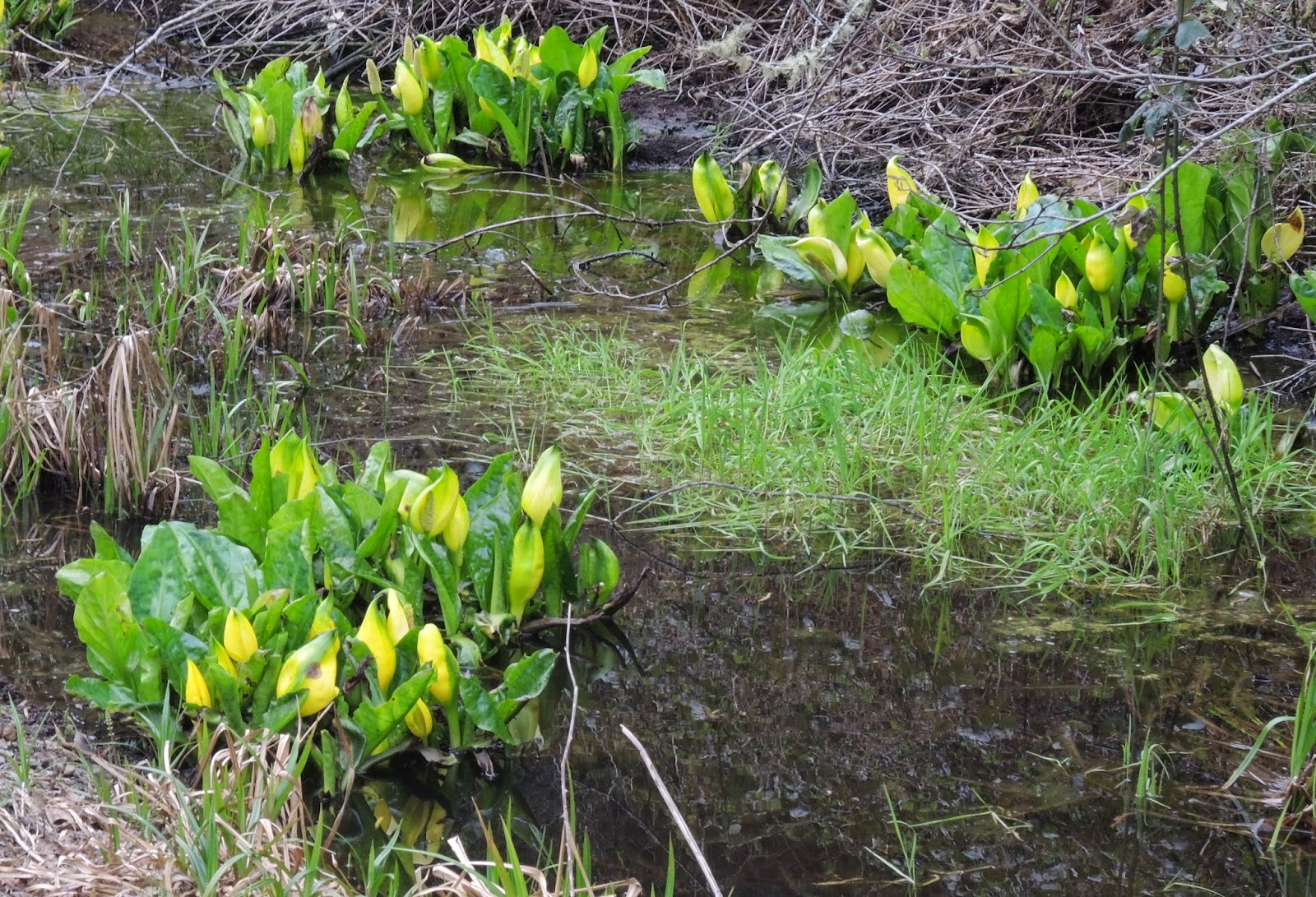 FOLKWAYS NOTEBOOK: HARBINGER OF SPRING -- SKUNK CABBAGE