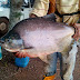 NA REPRESA TRÊS BARRAS TEM...(EM SÃO SEBASTIÃO DA AMOREIRA) E NÃO É CONVERSA DE PESCADOR...