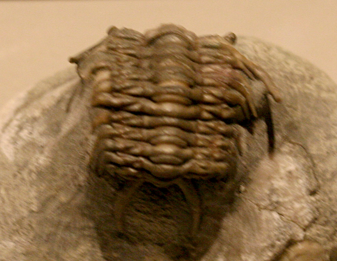 Louisville Fossils and Beyond Ceraurus milleranus Trilobite