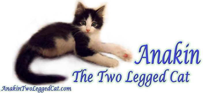 Anakin The Two Legged Cat