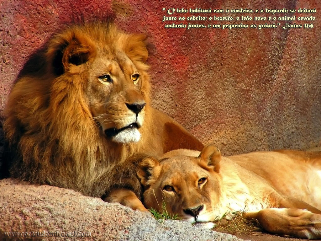 http://4.bp.blogspot.com/-HtomamTdTIw/T7bVtkSBtsI/AAAAAAAAB4U/v2txlS6Jq3o/s1600/O%2Blobo%2Bhabitar%C3%A1%2Bcom%2Bo%2Bcordeiro%2Be%2Bo%2Bleopardo%2Bse%2Bdeitar%C3%A1%2Bjunto%2Bno%2Bcabrito,%2Bo%2Bbezerro,%2Bo%2Ble%C3%A3o%2Bnovo%2Be%2Bo%2Banimal%2Bcevado%2Bandar%C3%A3o%2Bjuntos,%2Be%2Bum%2Bpequebibo%2Bos%2Bguiar%C3%A1..jpg