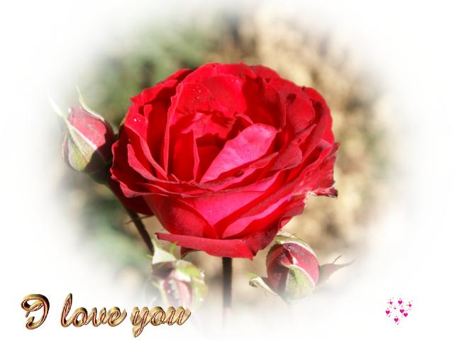I Love You Wallpapers I Love You Wallpapers