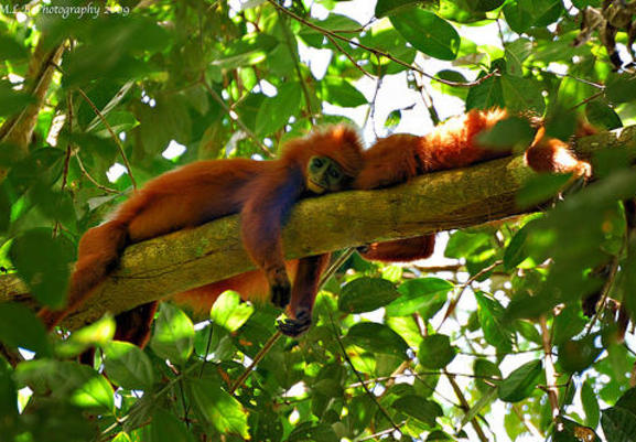 Video Lutung Video Lutung