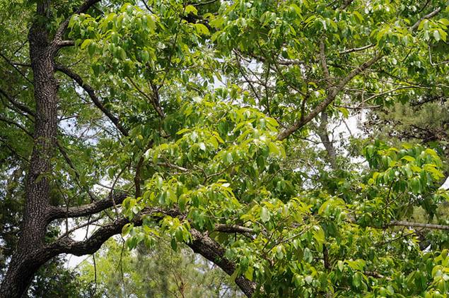 Edible/wildlife/bonsai Igiri Tree Multi purpose tree RARE and fully hardy! 