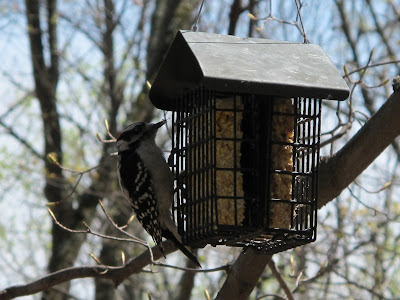 Downy Woodpecker, Picoides pubescens 1