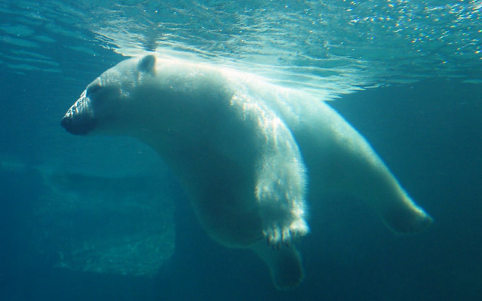 http://4.bp.blogspot.com/-Hun23qISjWA/UXsC32bgomI/AAAAAAAAA1c/v3VhPLj9yUU/s1600/Funny-Animals-Polar-Bear-Underwater-Full-HD-Wallpaper.jpg