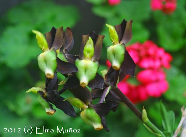 Catasetum tenebrosum 