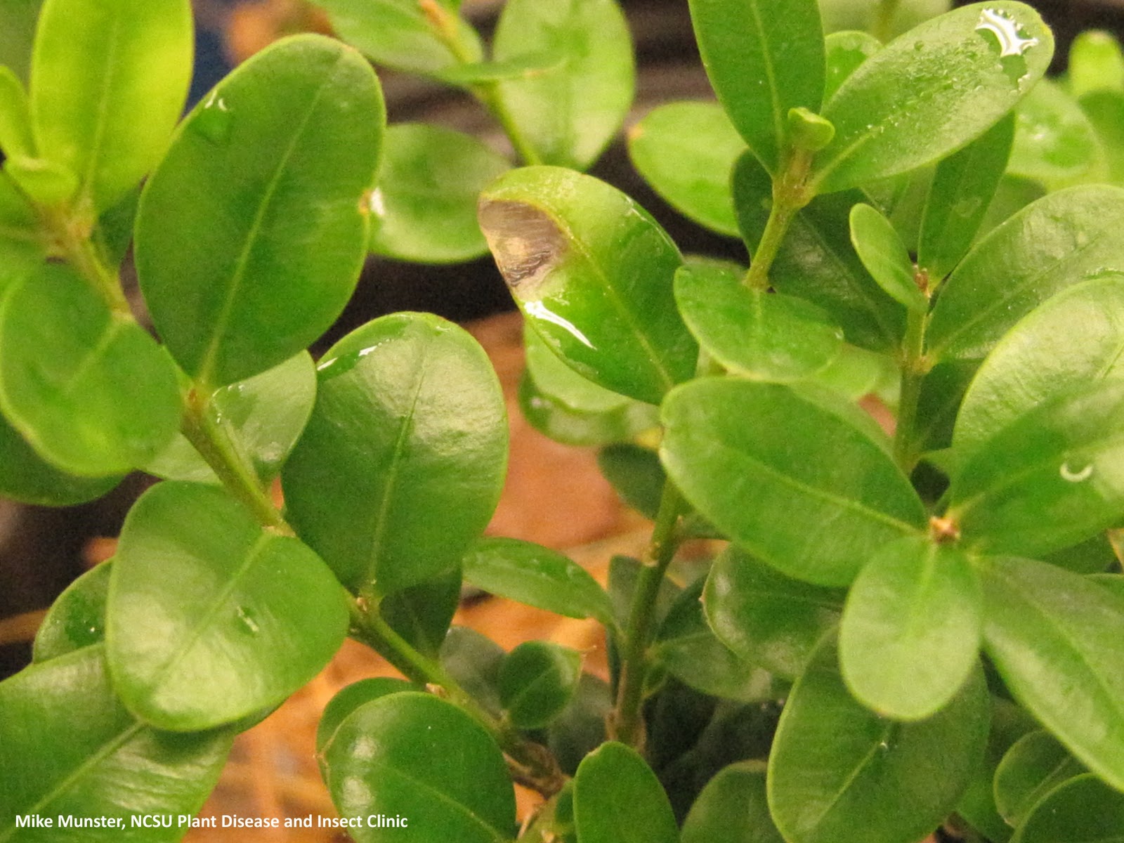Boxwood Blight Leaf Spots Boxwood Blight Leaf Spots