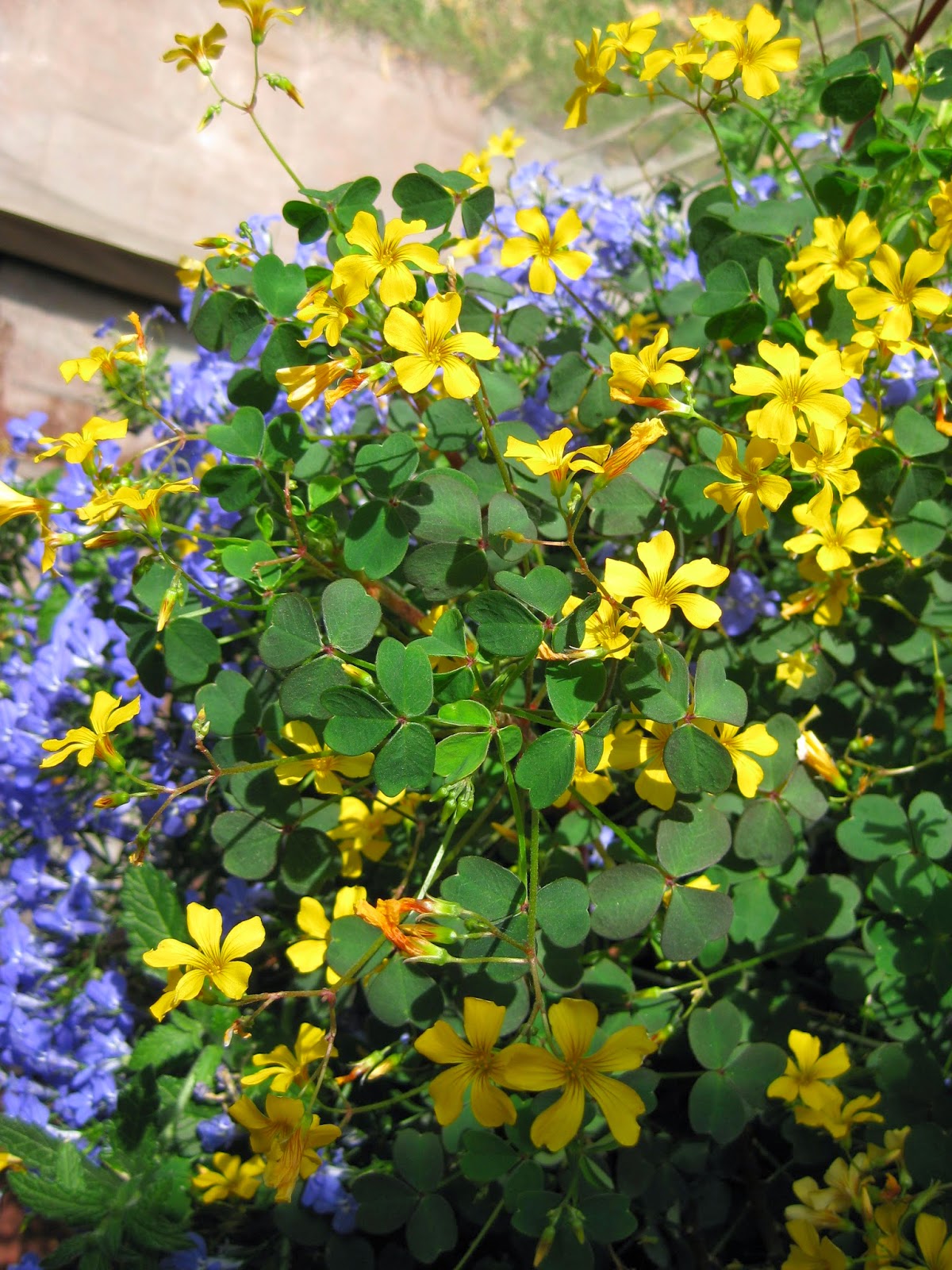 Rotary Botanical Gardens Hort Blog Shamrocks Seem