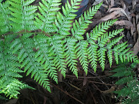 Springbrook national park