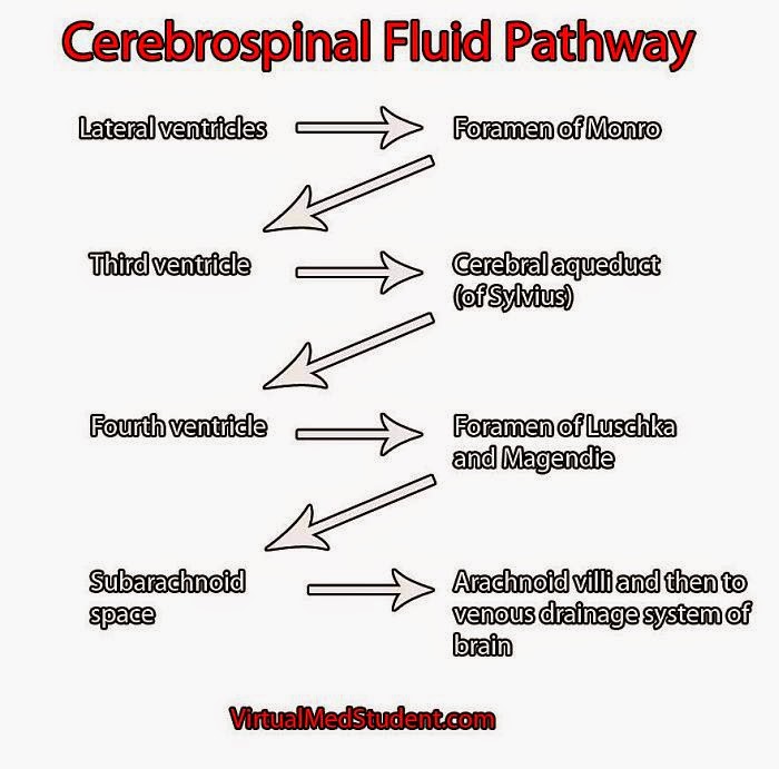 csf flow diagram human flow diagram mania blood brain barrier story csf flow diagram human flow diagram mania blood brain barrier story
