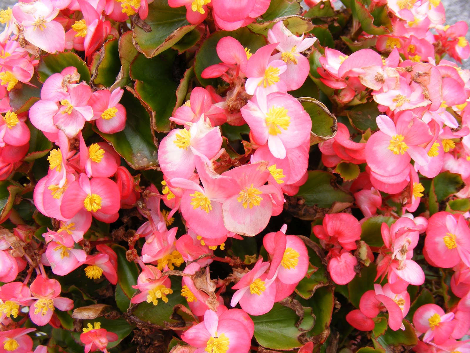 photographing New Zealand begonia color