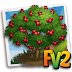 Mirabelle Plum Ruby Tree ( elder, heirloom, tree )