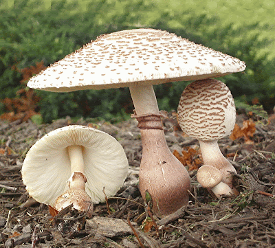 mushroom monday american lepiota are you loving publishing today
