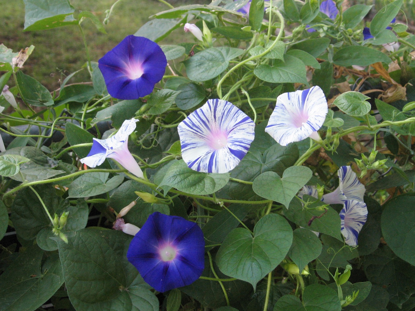 Kansas Gardener Morning Glories