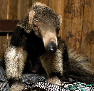 Giant Anteater Giant Anteater